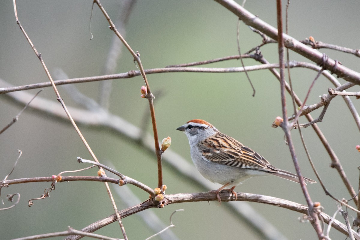 Chipping Sparrow - ML617568264