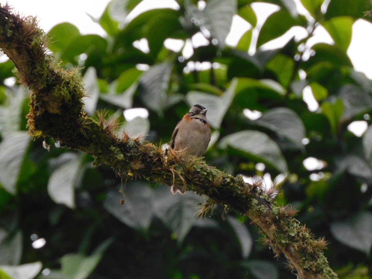 Rufous-collared Sparrow - ML617568298