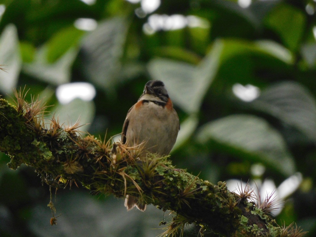 Rufous-collared Sparrow - ML617568299