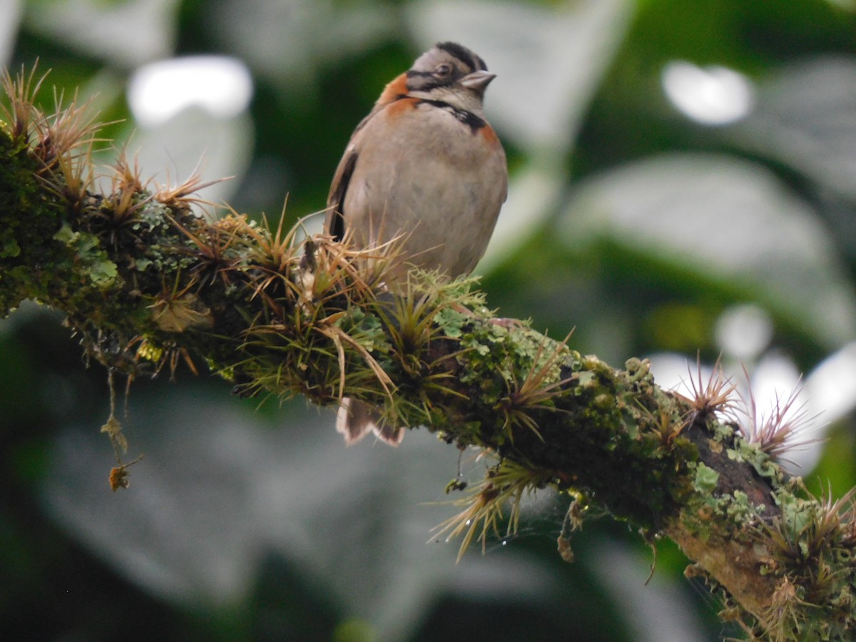 Rufous-collared Sparrow - ML617568300