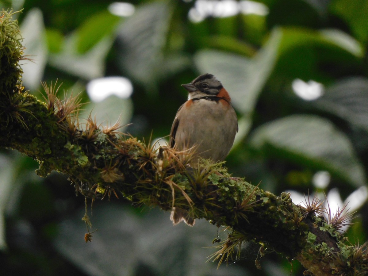 Rufous-collared Sparrow - Haiber Humberto Clavijo Alarcon