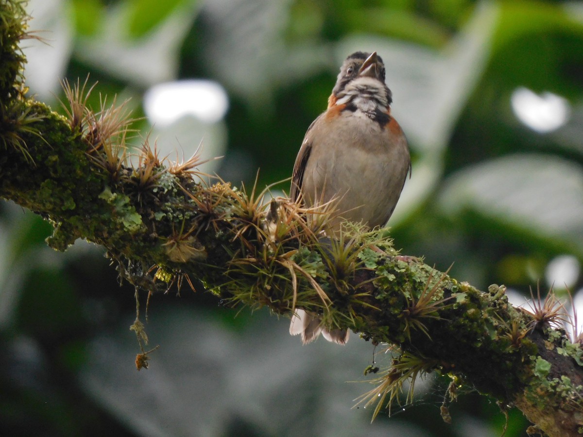 Rufous-collared Sparrow - ML617568303