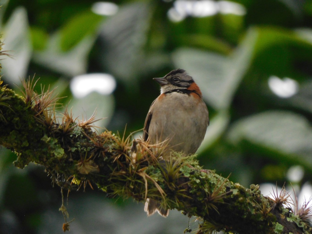 Rufous-collared Sparrow - ML617568304