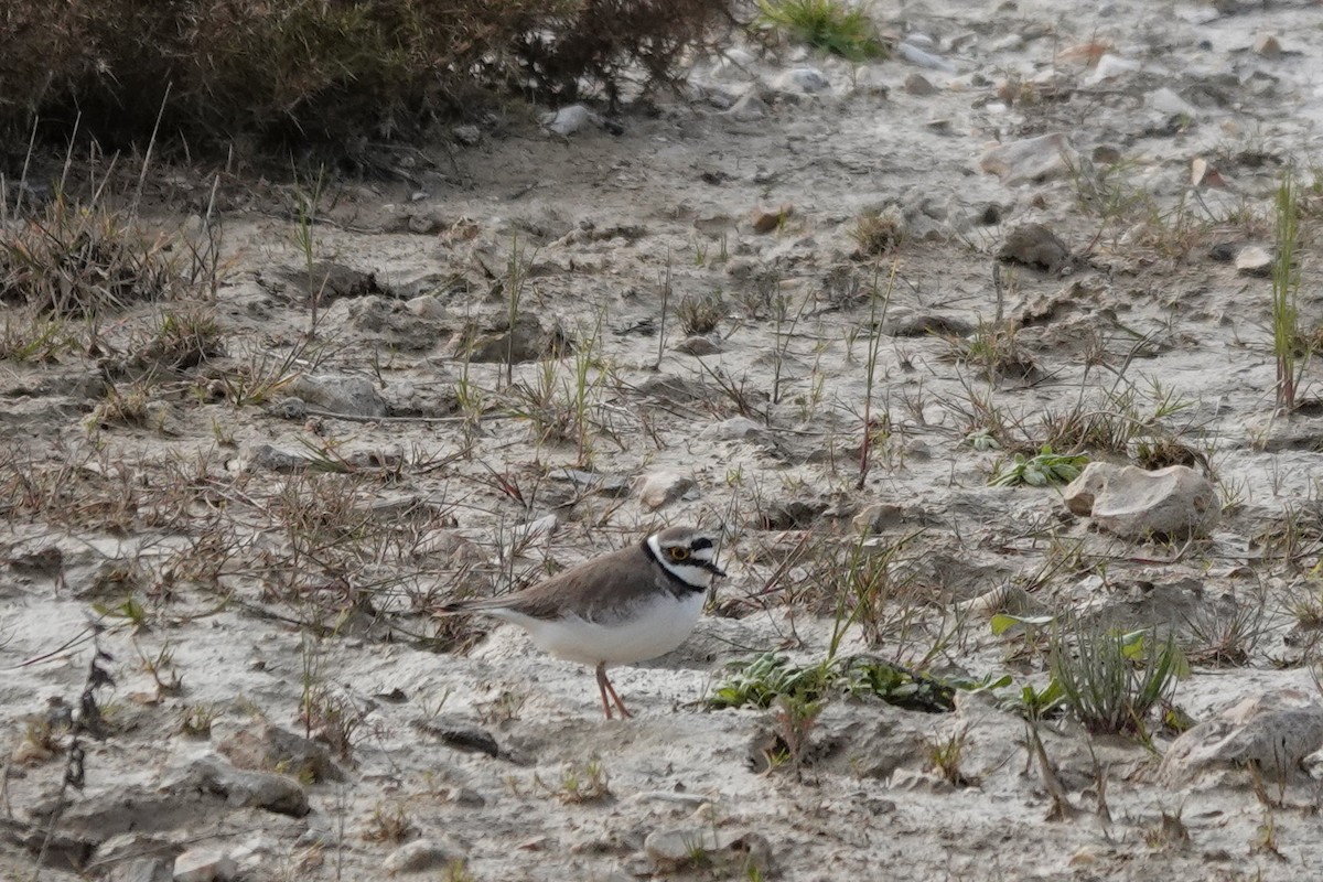 Little Ringed Plover - Roly Pitts
