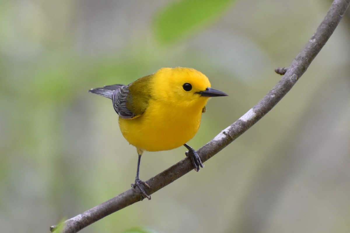 Prothonotary Warbler - ML617568390