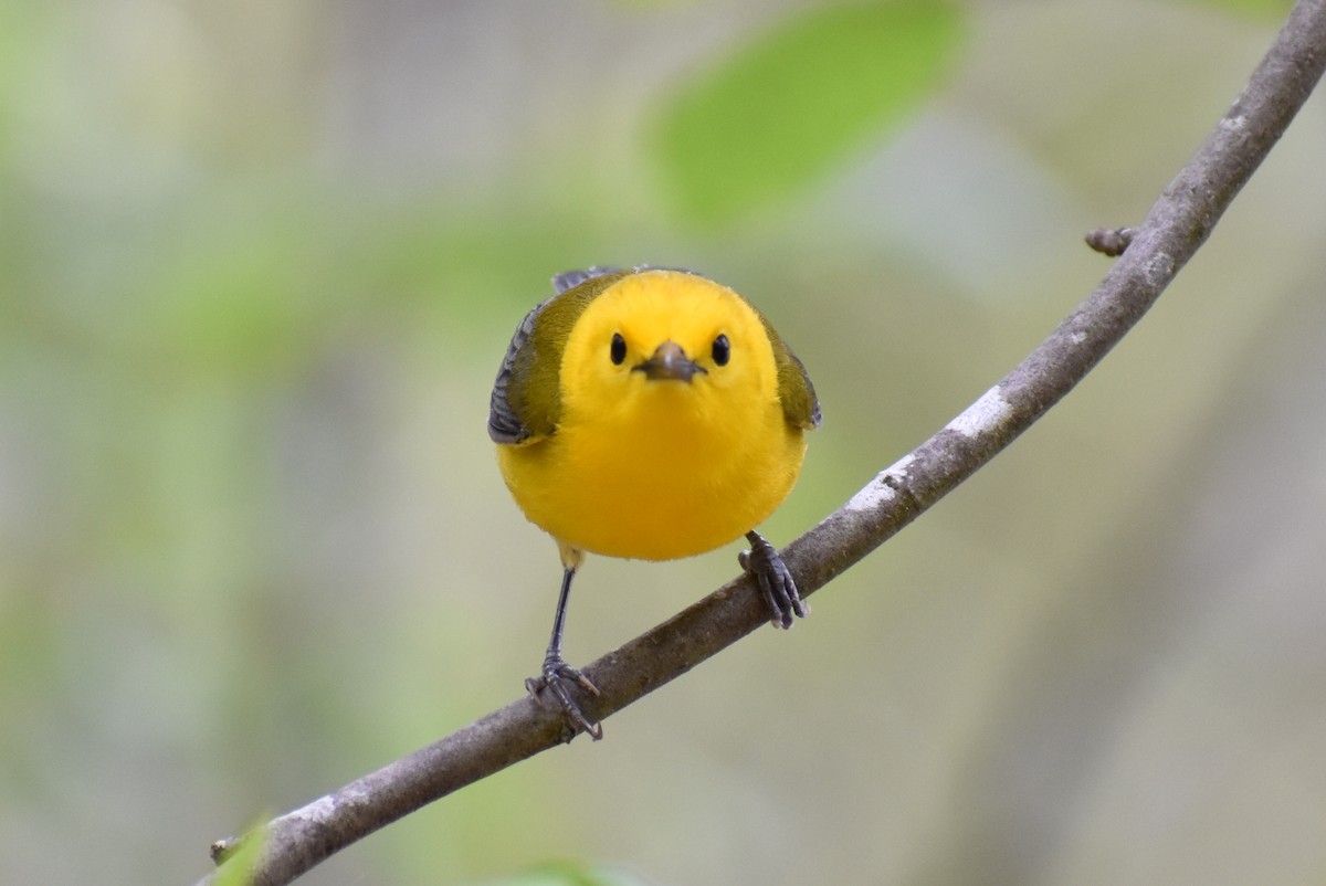 Prothonotary Warbler - ML617568391