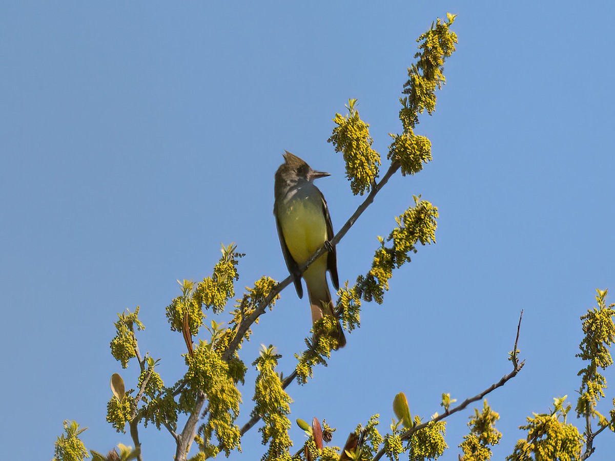 Great Crested Flycatcher - ML617568397