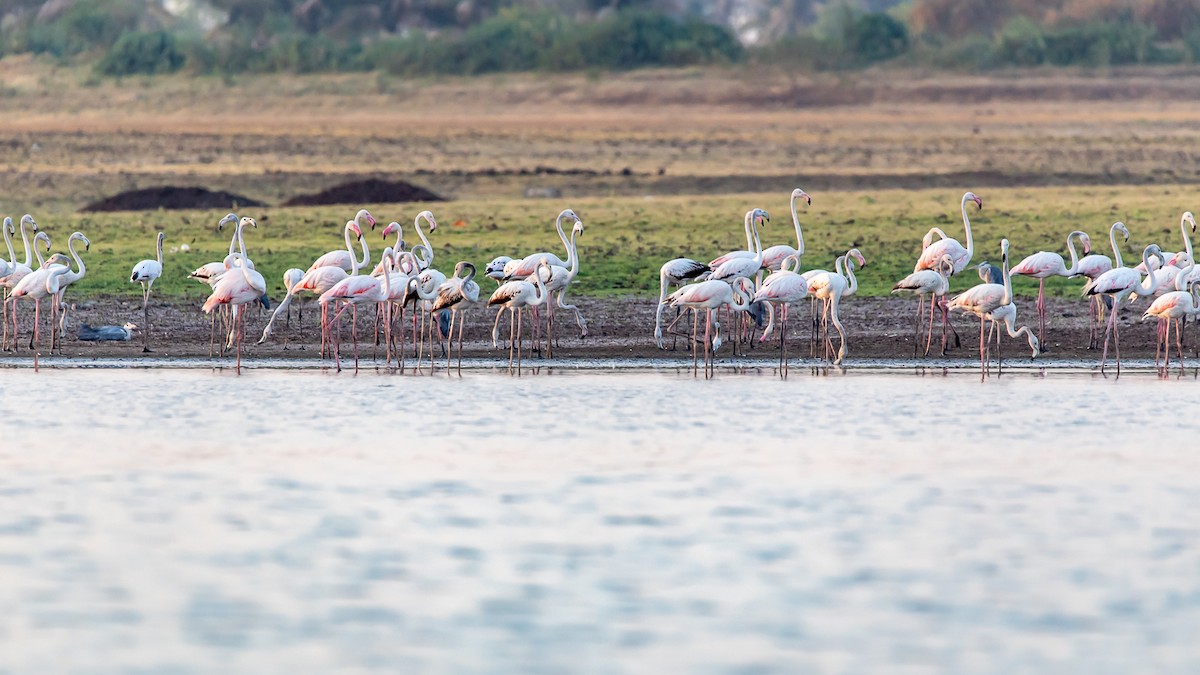 Greater Flamingo - Gopala Krishna Baliga