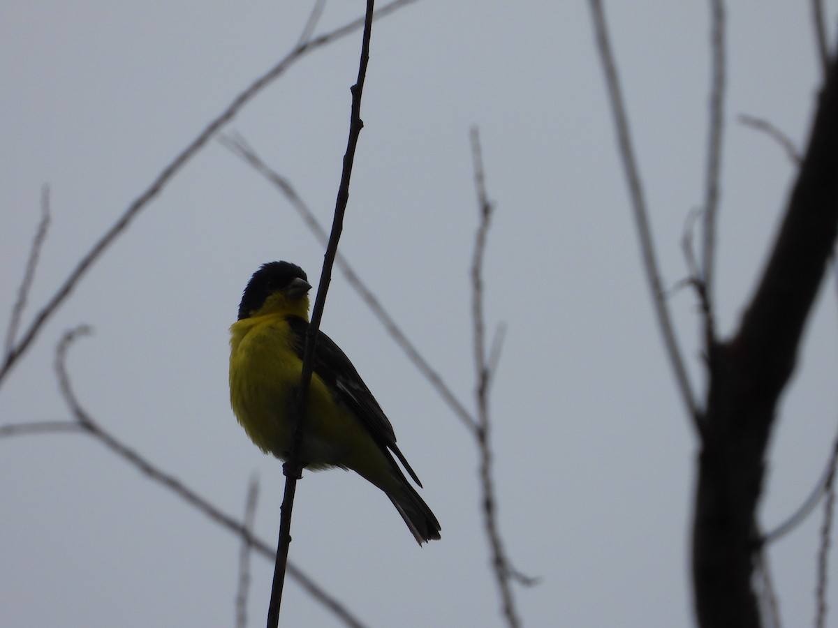 Lesser Goldfinch - Vidhya Sundar