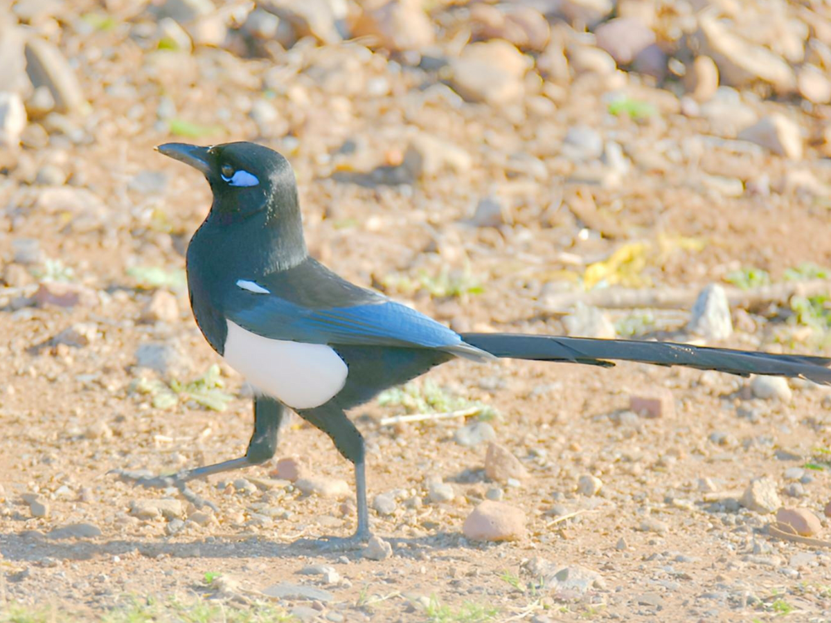 Maghreb Magpie - ML617568477