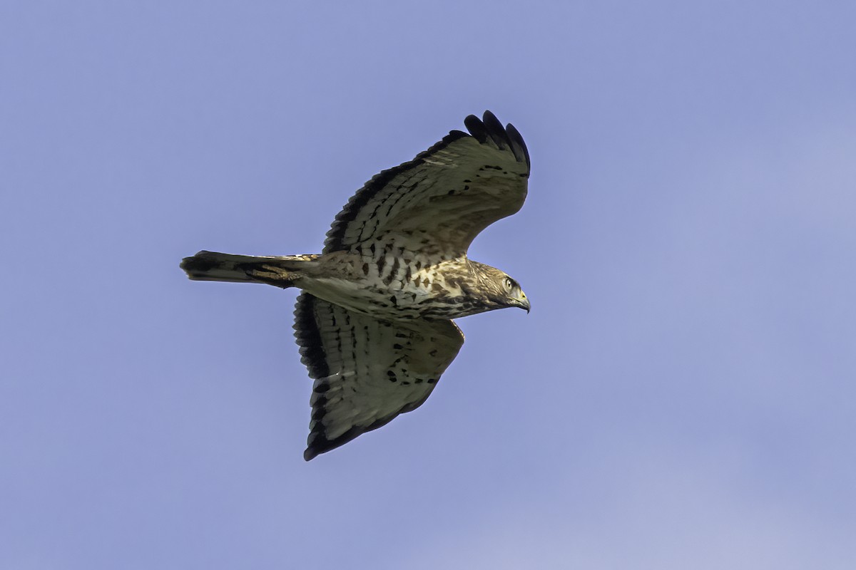Broad-winged Hawk - Phil Riebel