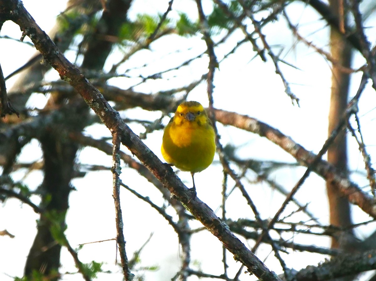 White-bellied Canary - ML617568669