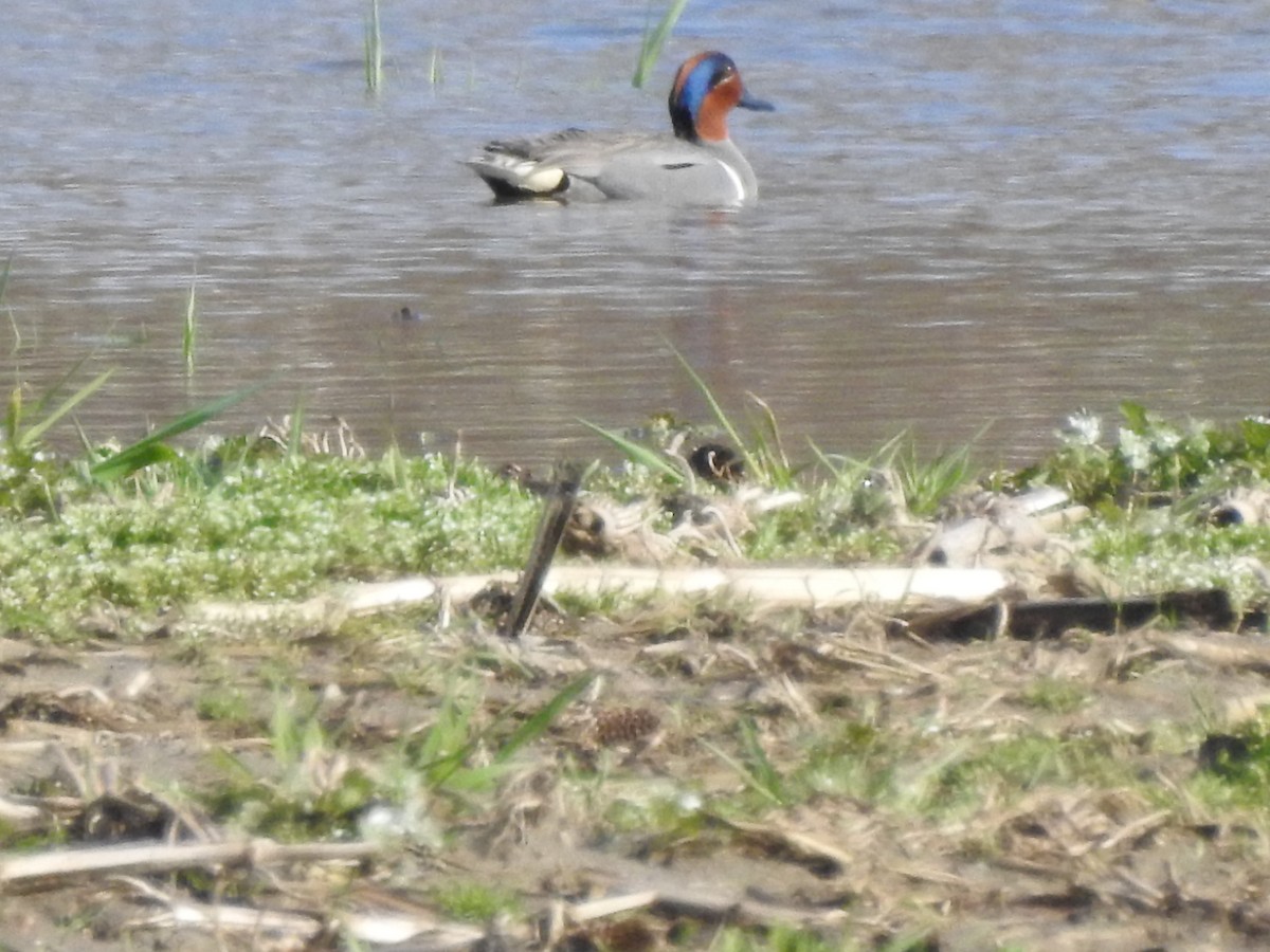 Green-winged Teal - ML617568689