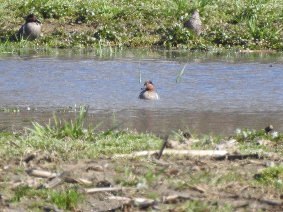 Green-winged Teal - ML617568690