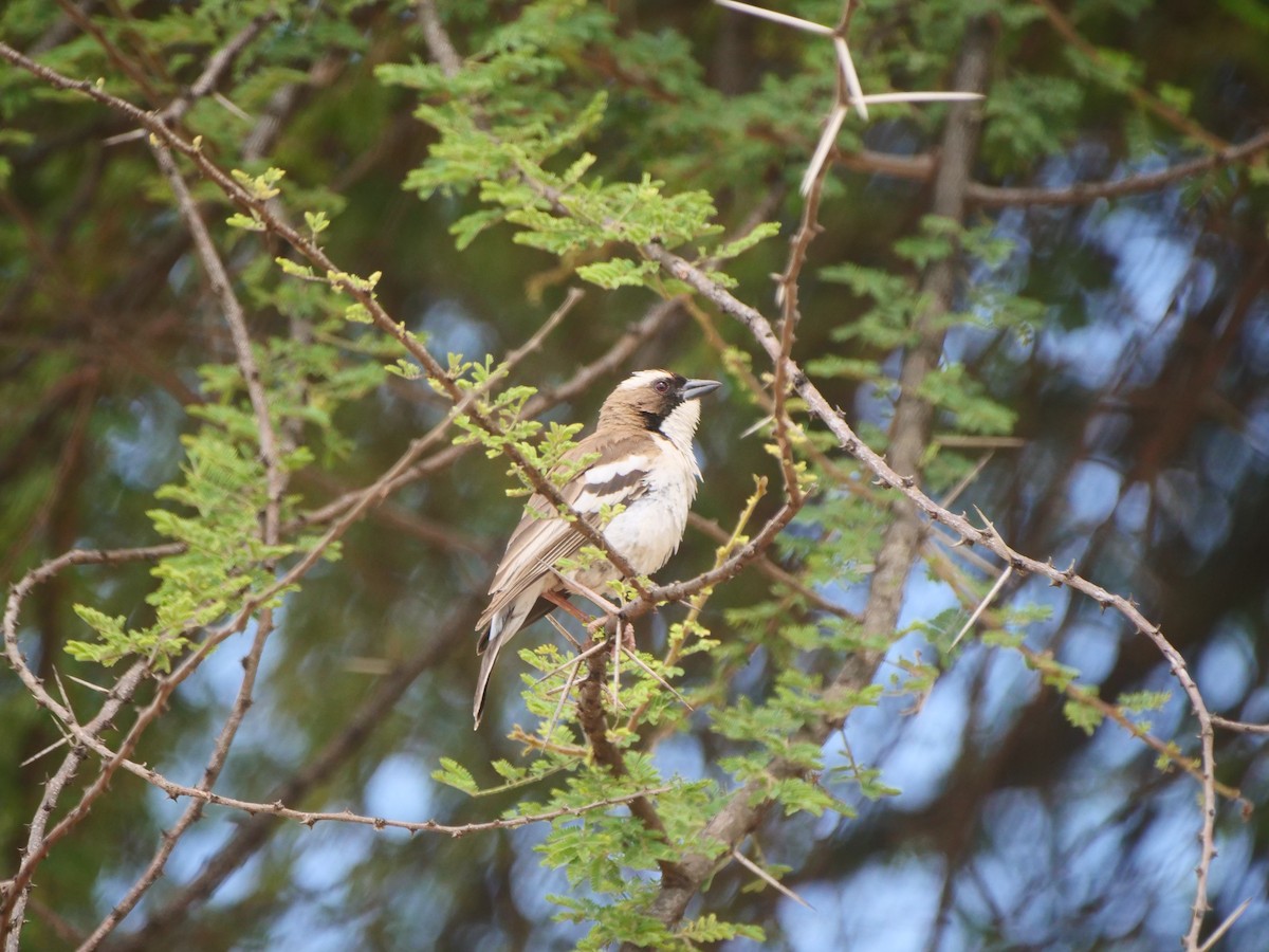 White-browed Sparrow-Weaver - Brett Hartl