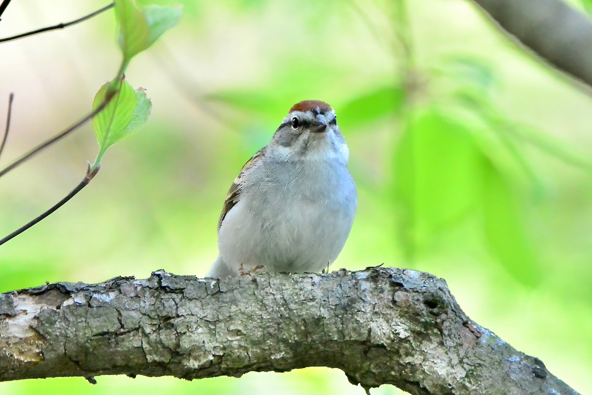 Chipping Sparrow - Seth Honig