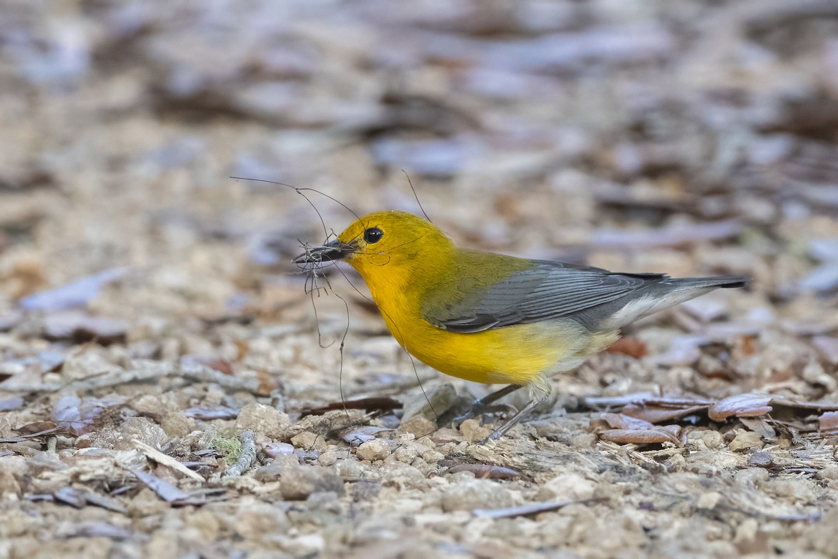 Prothonotary Warbler - ML617568781