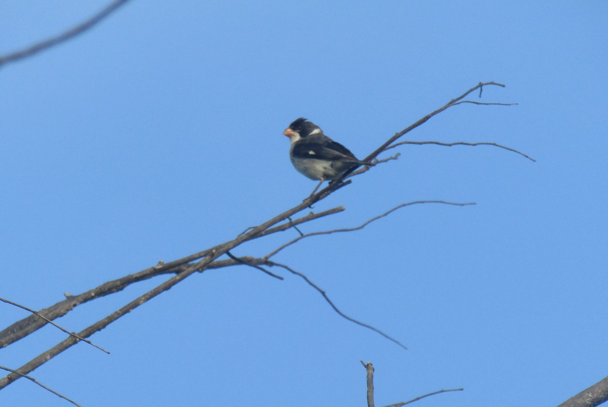 White-throated Seedeater - ML617568836