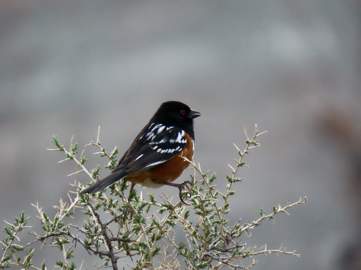 Spotted Towhee - ML617568882