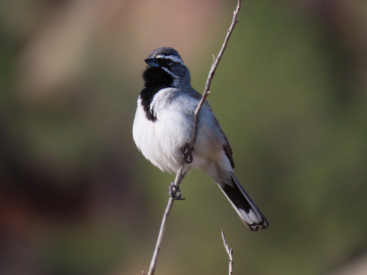 Black-throated Sparrow - ML617568886