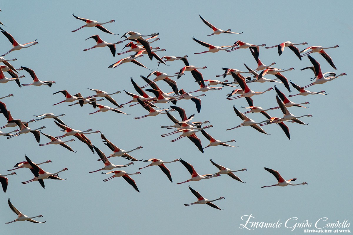 Greater Flamingo - ML617568901