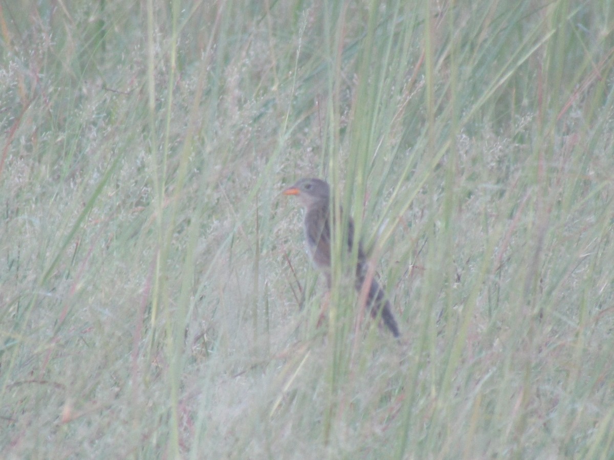 Wedge-tailed Grass-Finch - Charles Avenengo