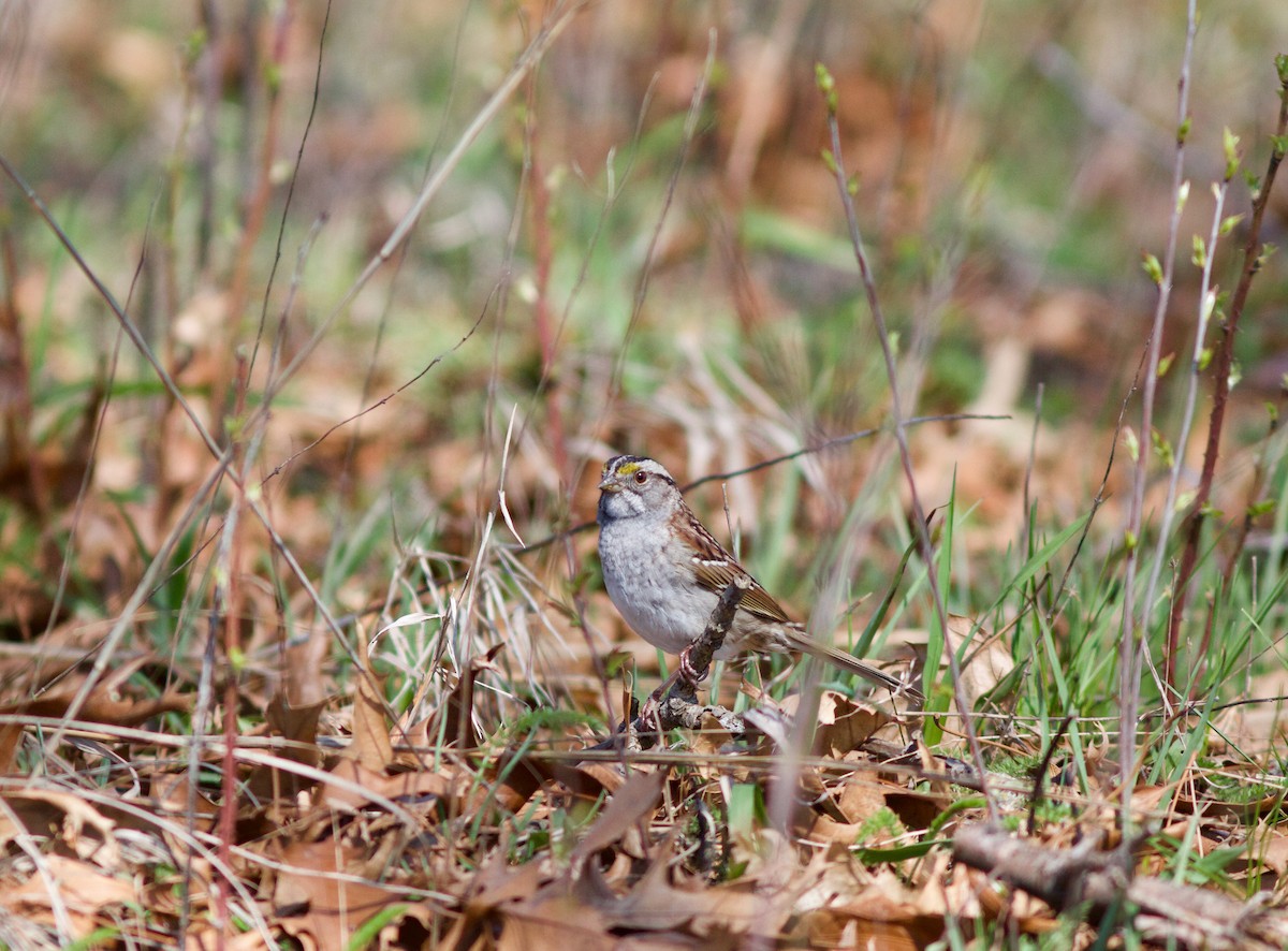 White-throated Sparrow - ML617568954