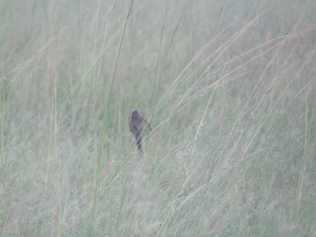 Wedge-tailed Grass-Finch - Charles Avenengo