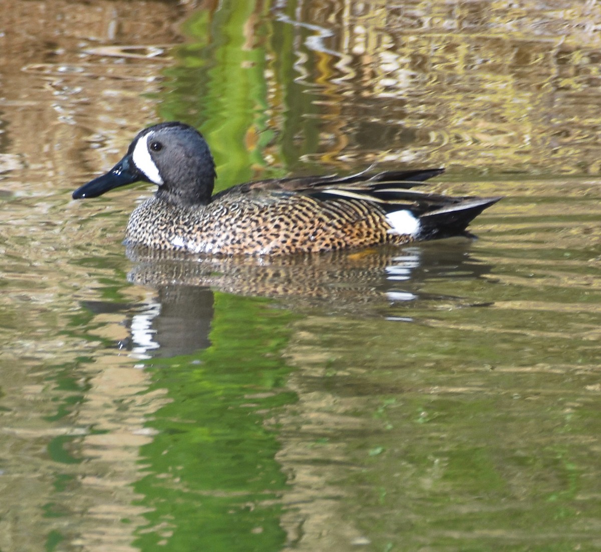 Blue-winged Teal - ML617568960