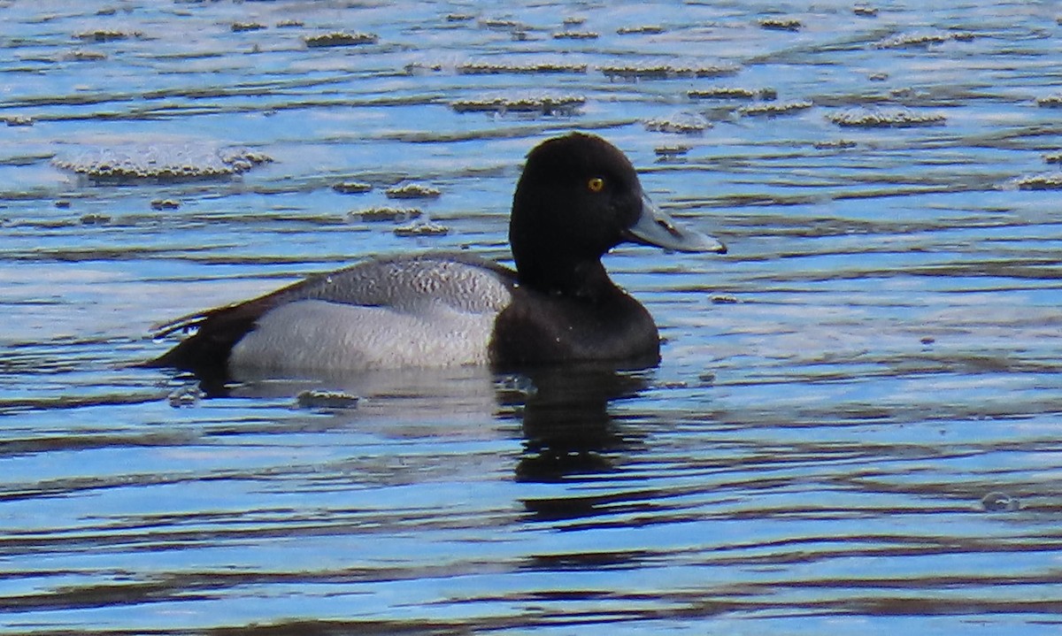 Greater Scaup - ML617568986