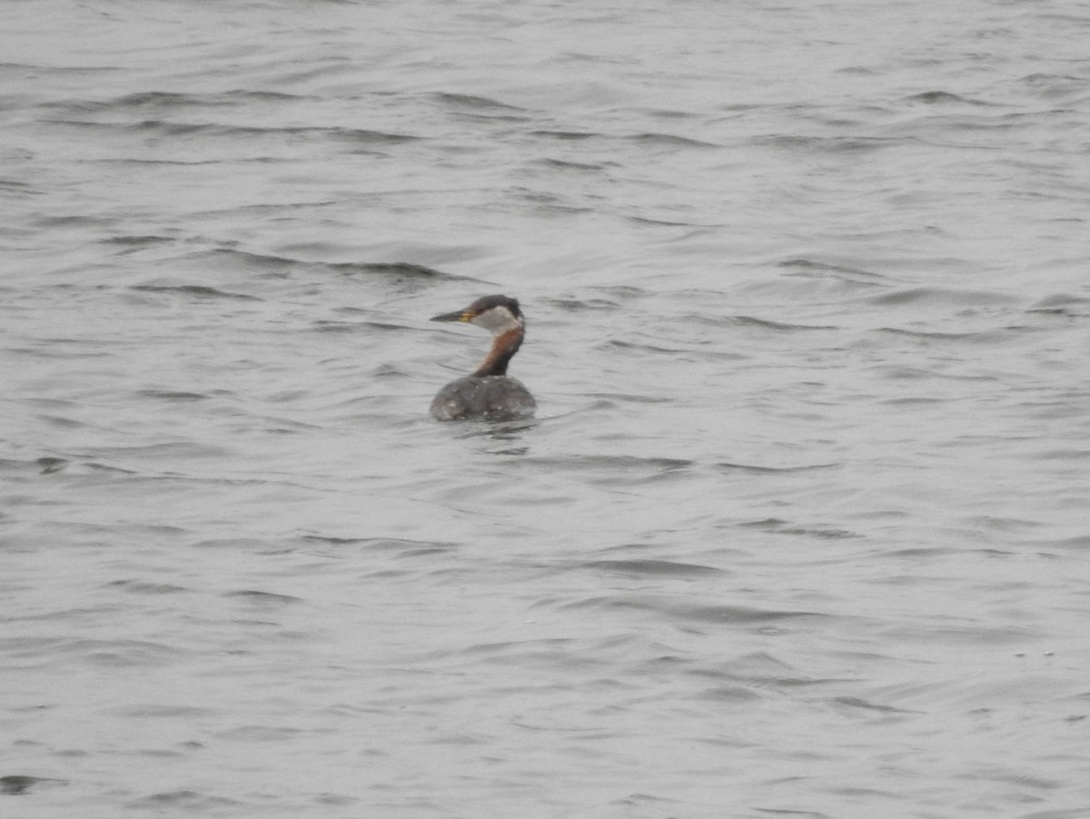 Red-necked Grebe - ML617569065