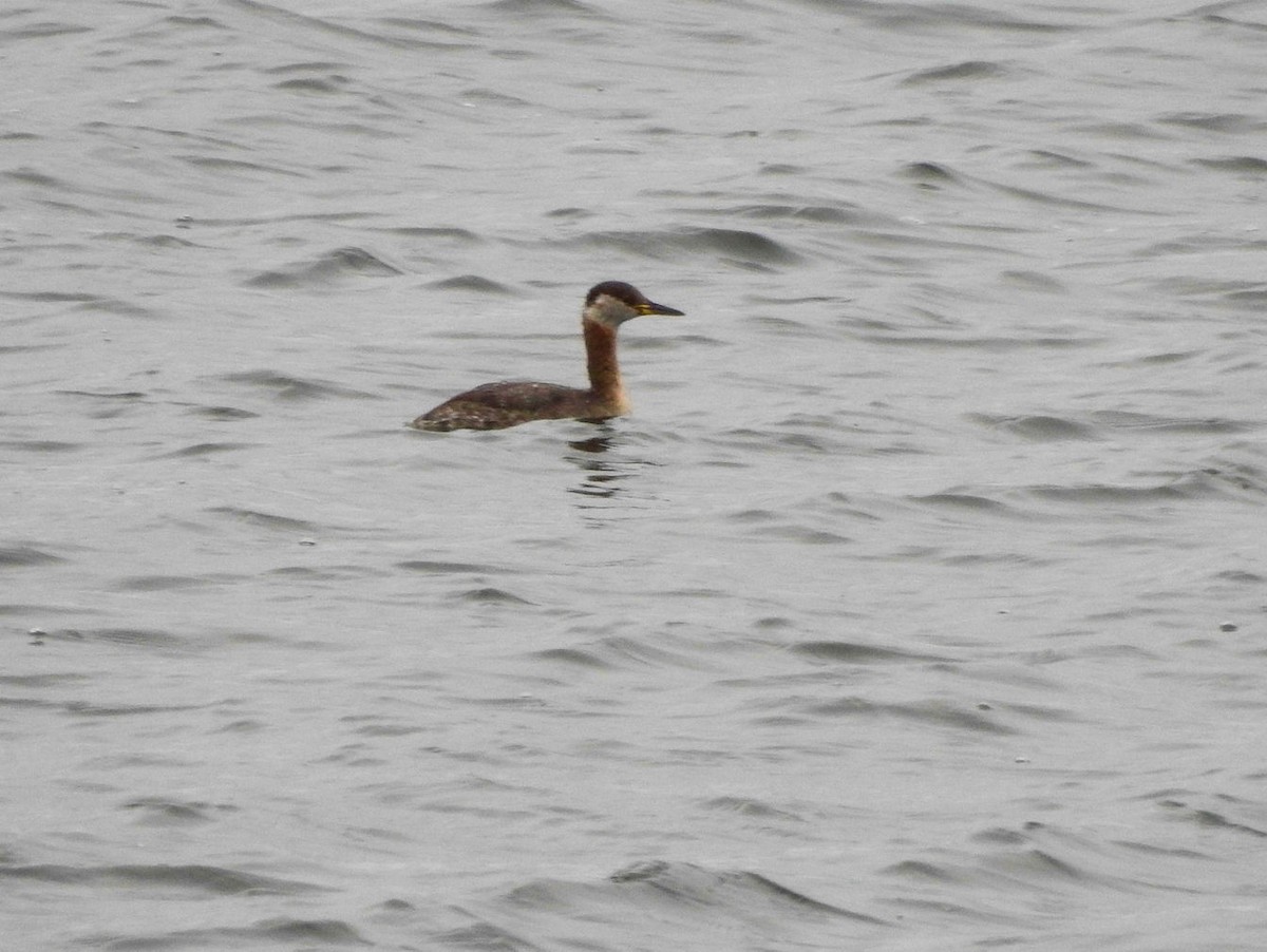 Red-necked Grebe - ML617569067