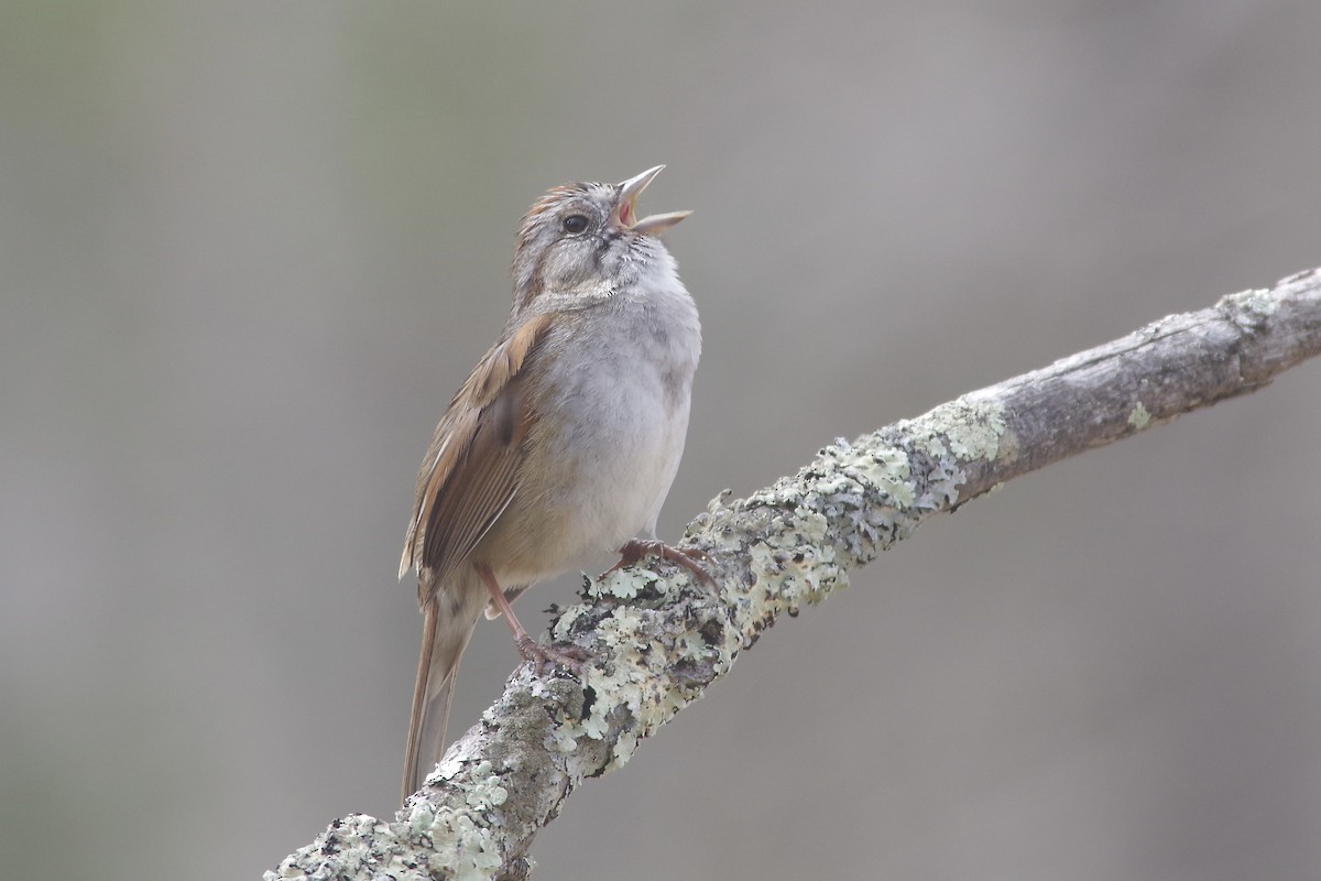 Swamp Sparrow - Robyn Prieto