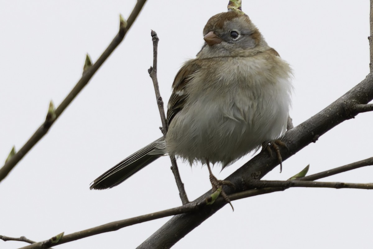 Field Sparrow - ML617569070