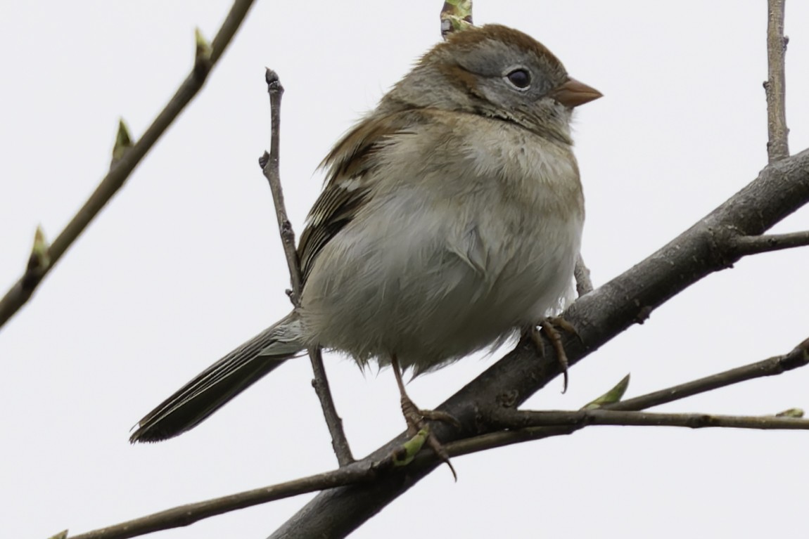 Field Sparrow - ML617569071