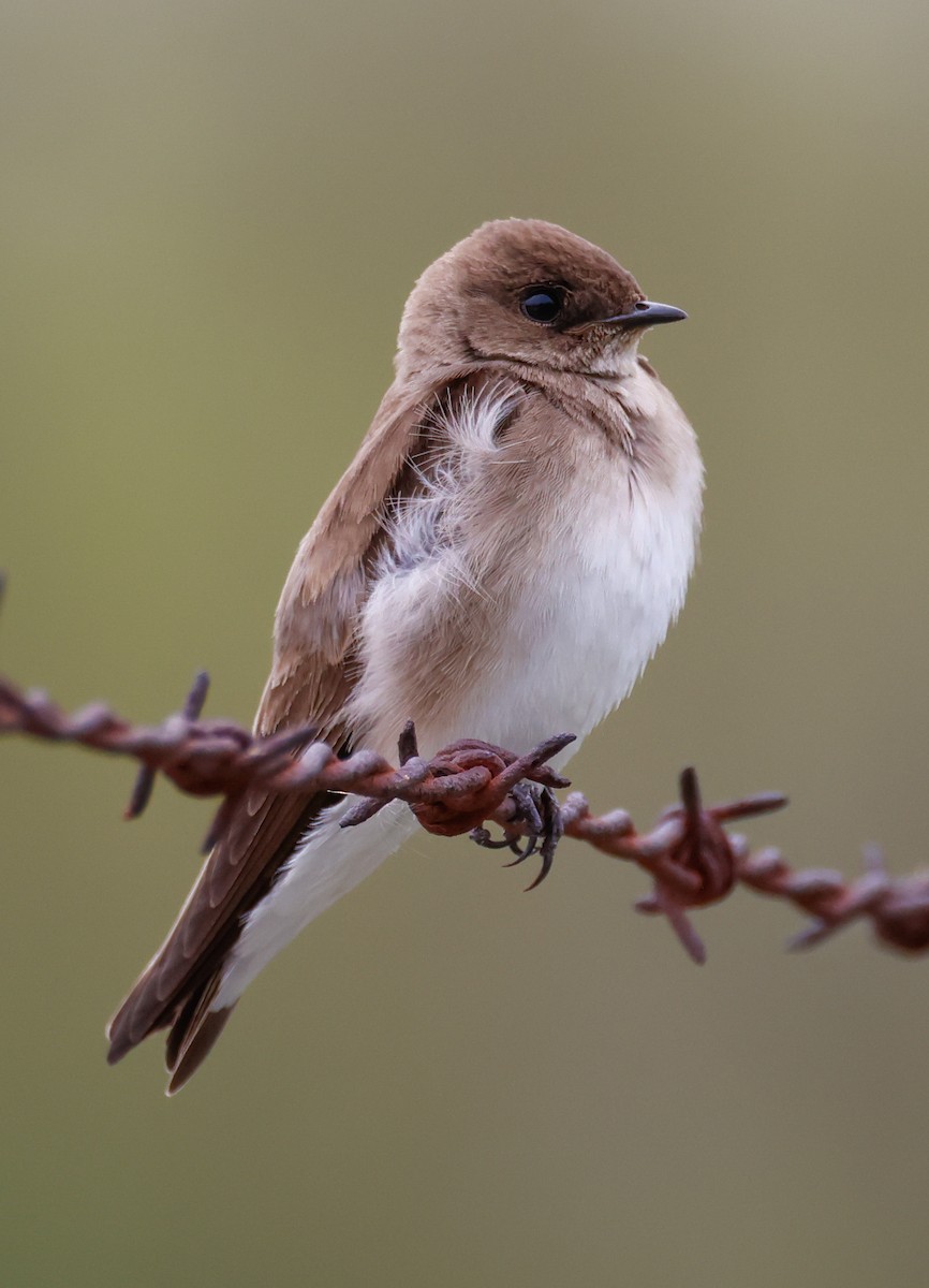 Ebird Checklist - 18 Apr 2024 - Lambert Lake Nature Preserve - 27 Species