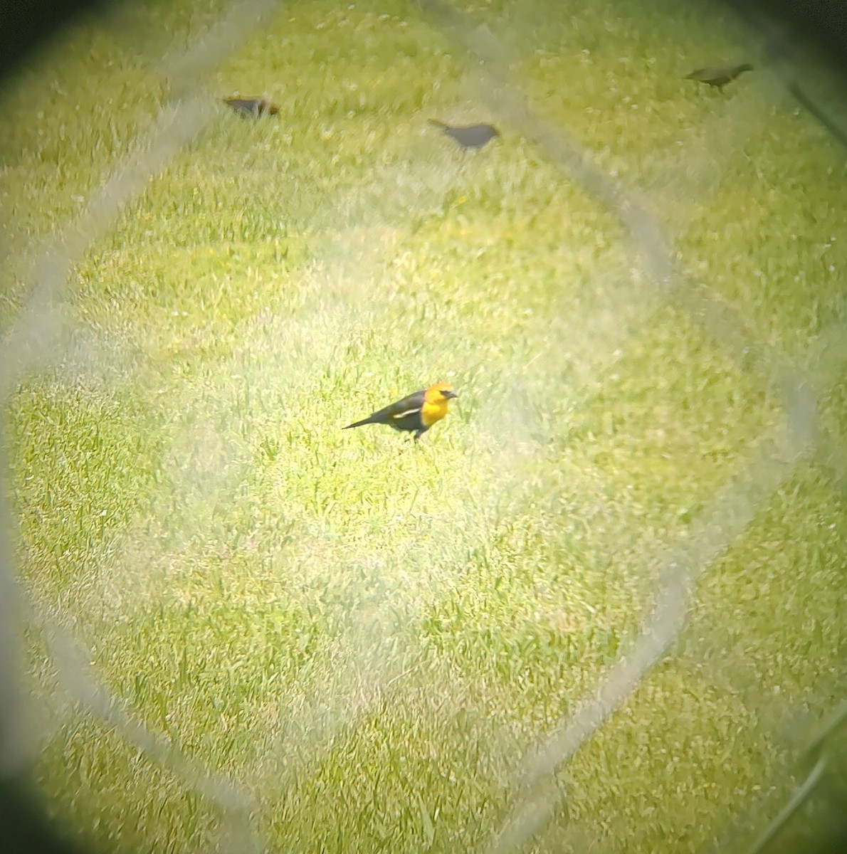 Yellow-headed Blackbird - ML617569093