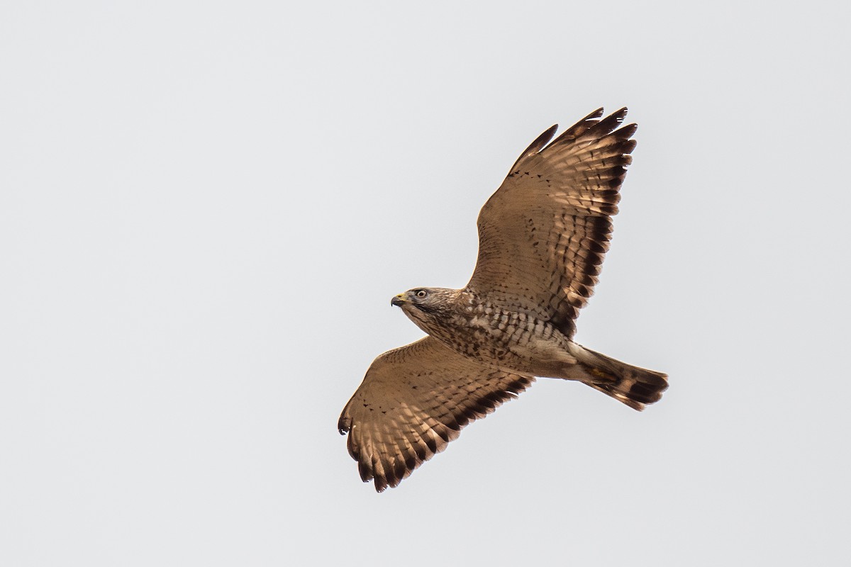 Broad-winged Hawk - ML617569136