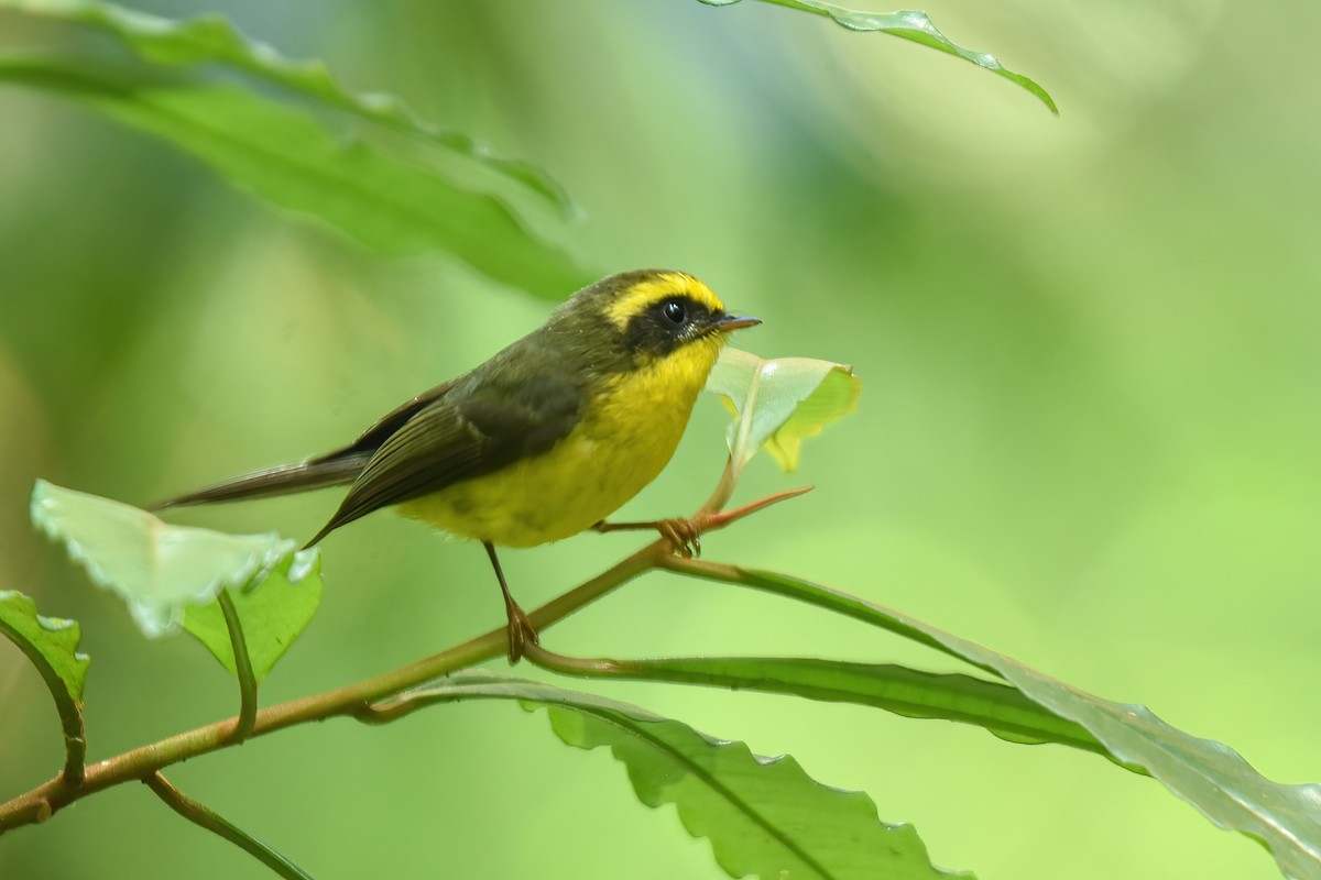 Yellow-bellied Fairy-Fantail - ML617569161