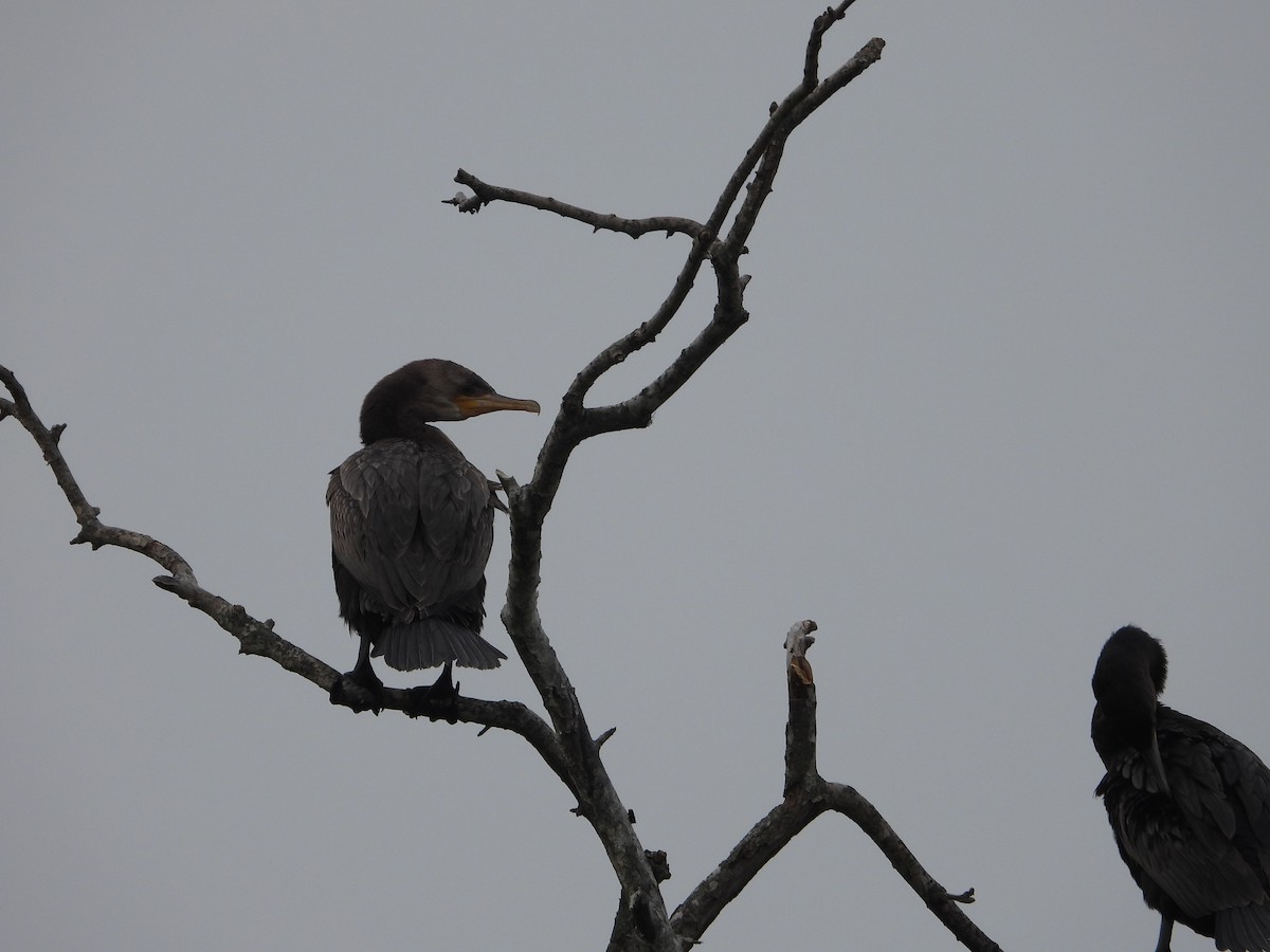 Neotropic Cormorant - Vidhya Sundar