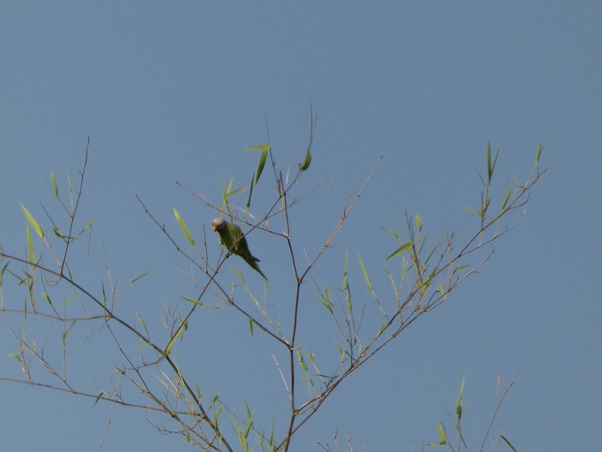 Gül Başlı Yeşil Papağan - ML617569237