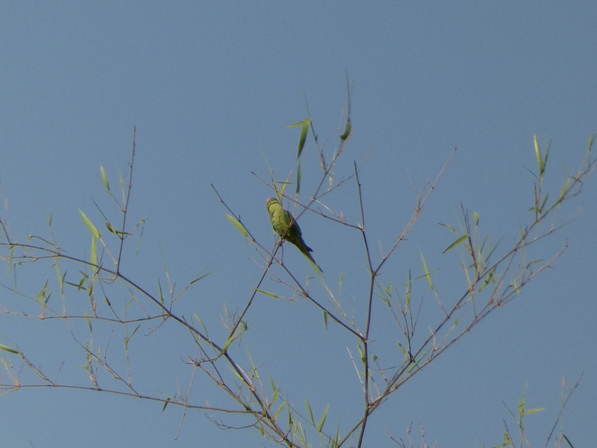Gül Başlı Yeşil Papağan - ML617569239