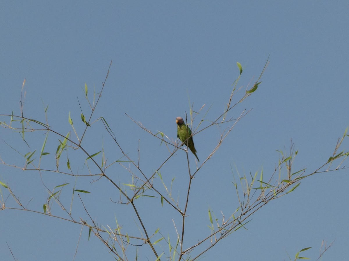 Gül Başlı Yeşil Papağan - ML617569240