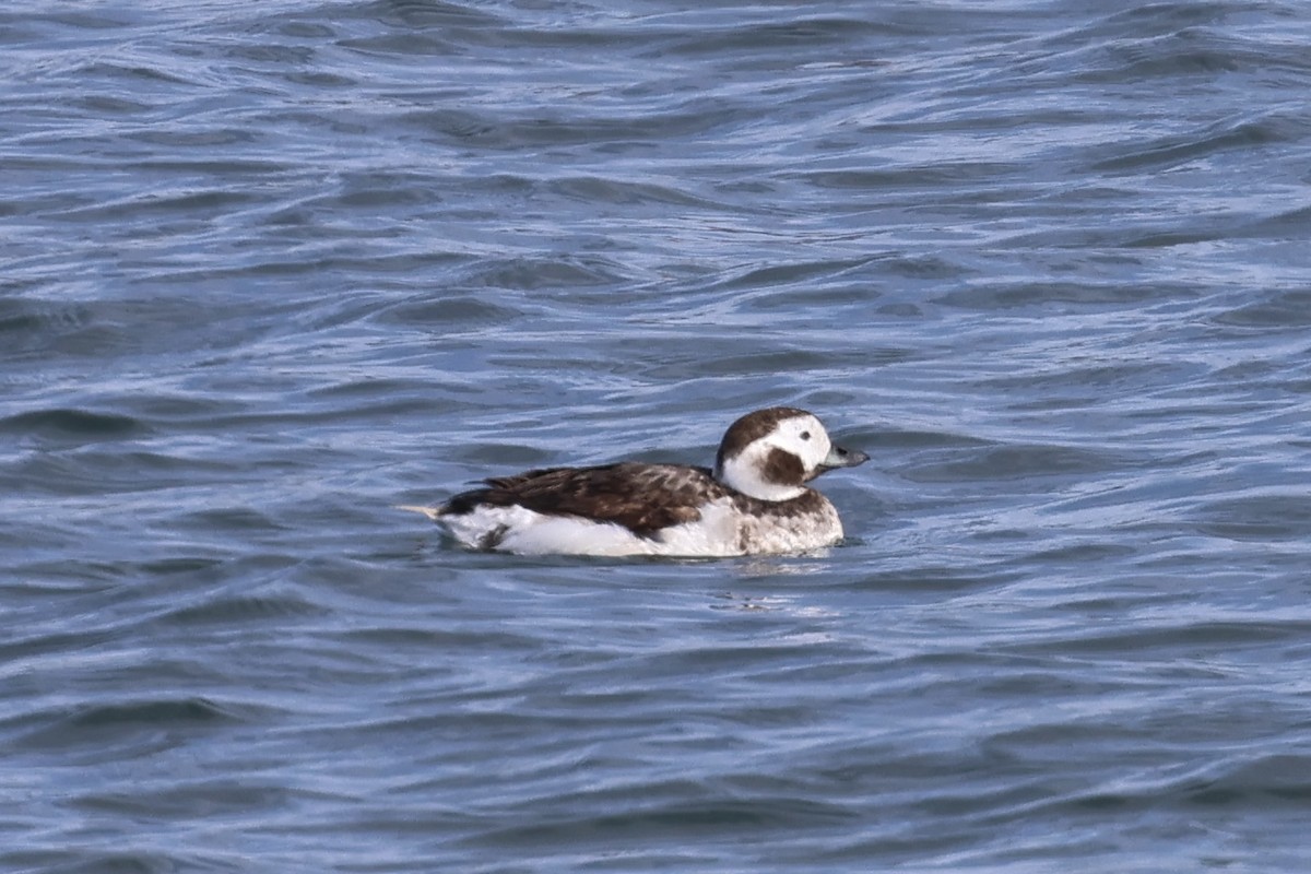 Long-tailed Duck - ML617569241