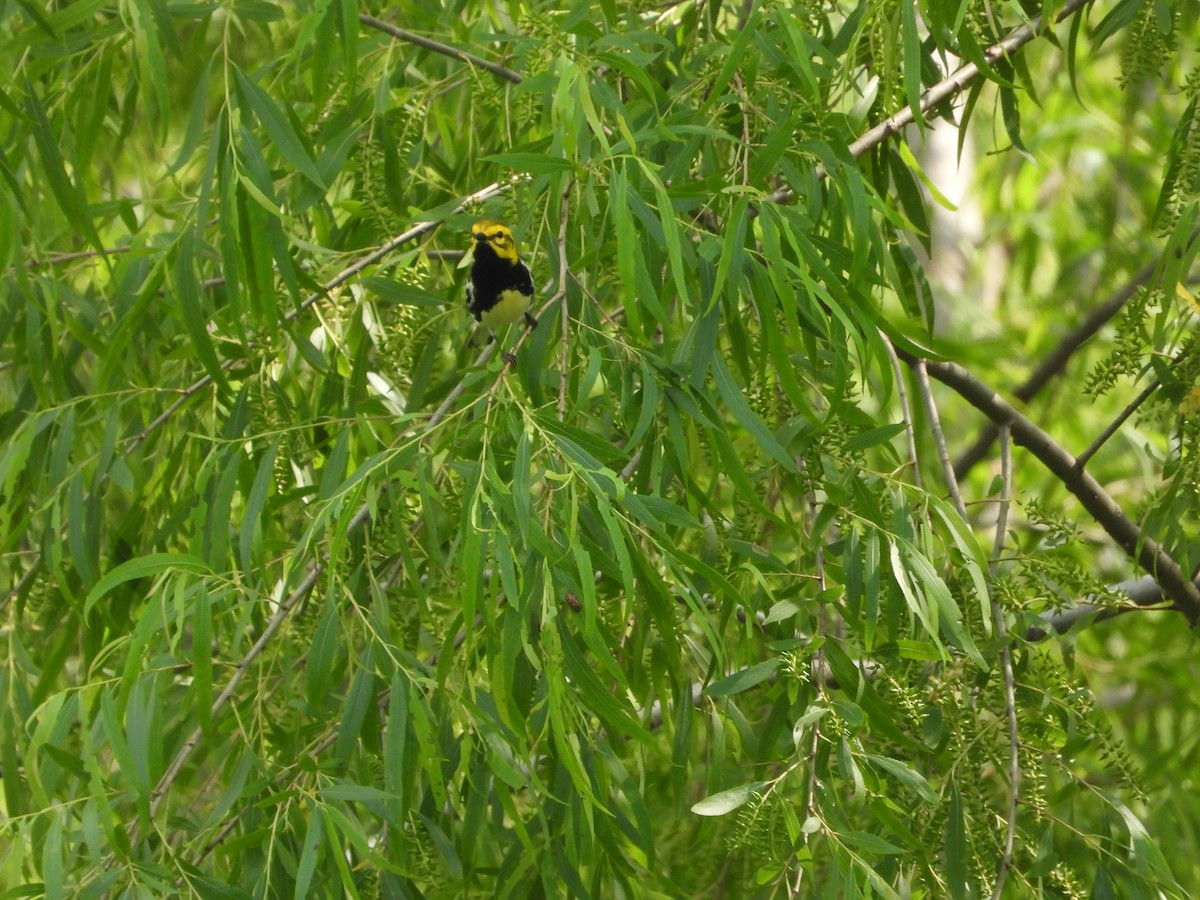 Black-throated Green Warbler - Vidhya Sundar