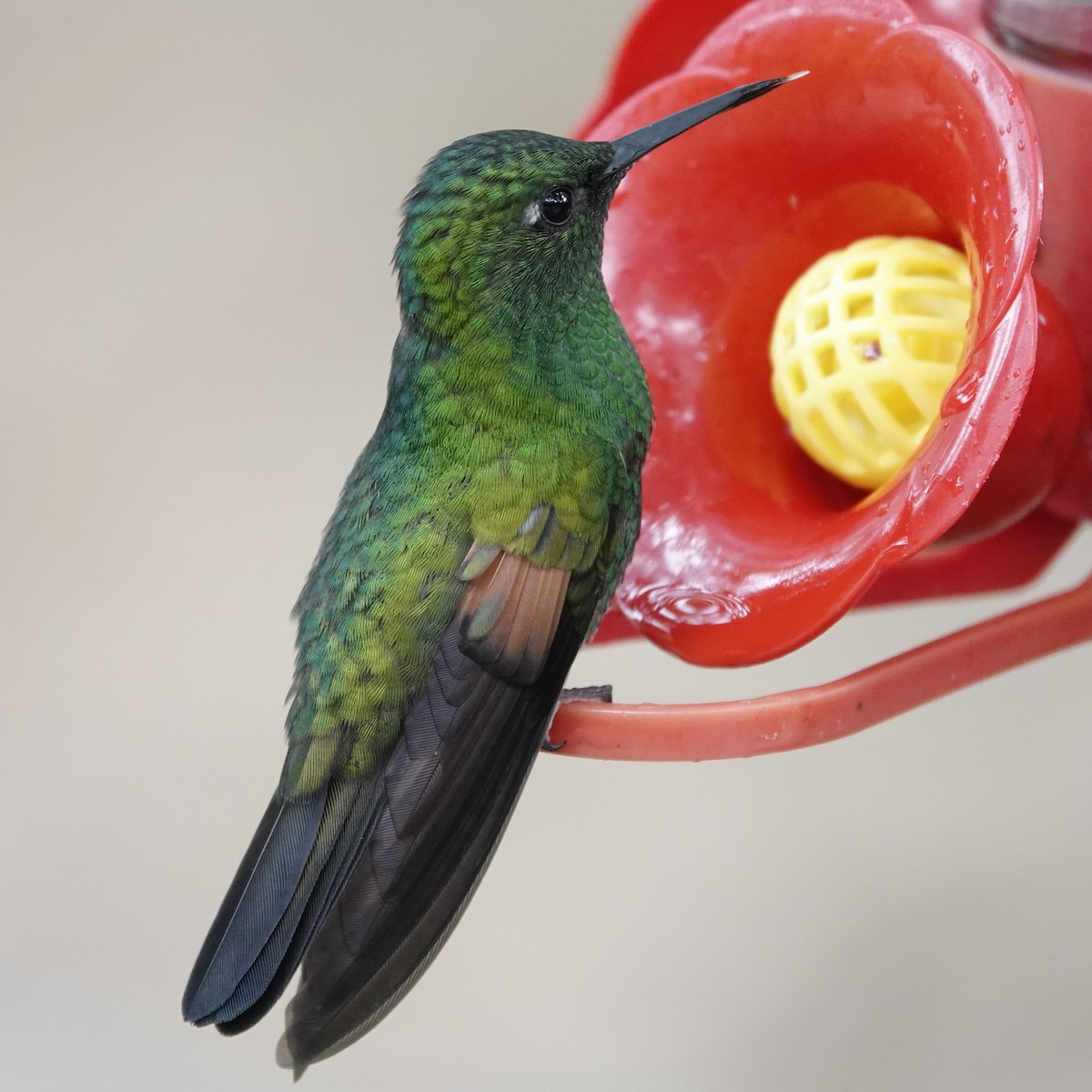 Stripe-tailed Hummingbird - ML617569394