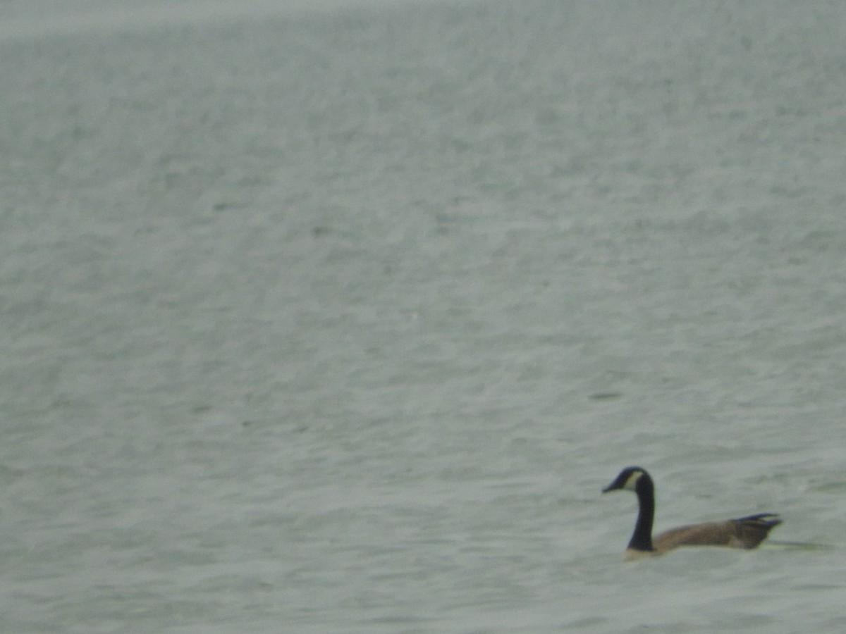 Canada Goose - Sandy and Randy Reed