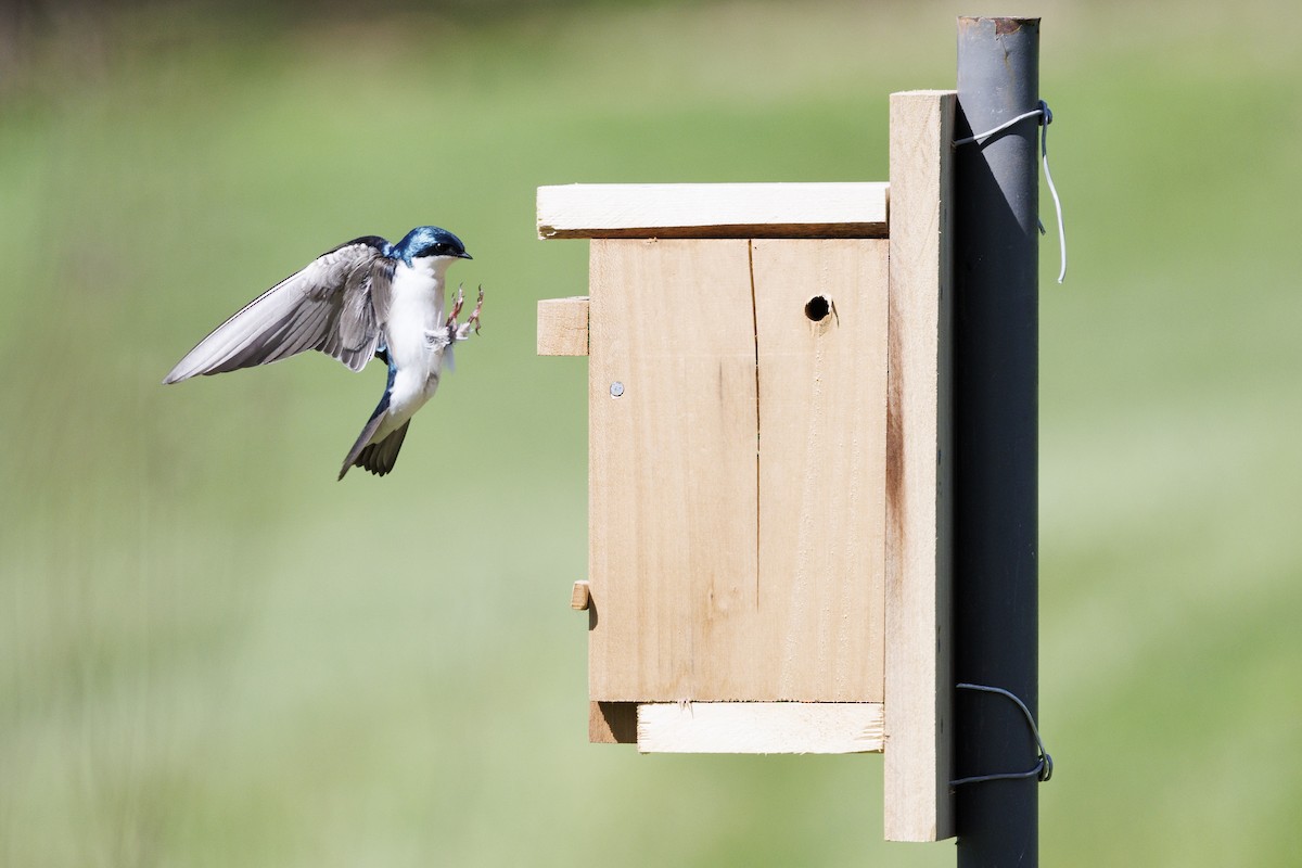 Tree Swallow - Tommy Quarles