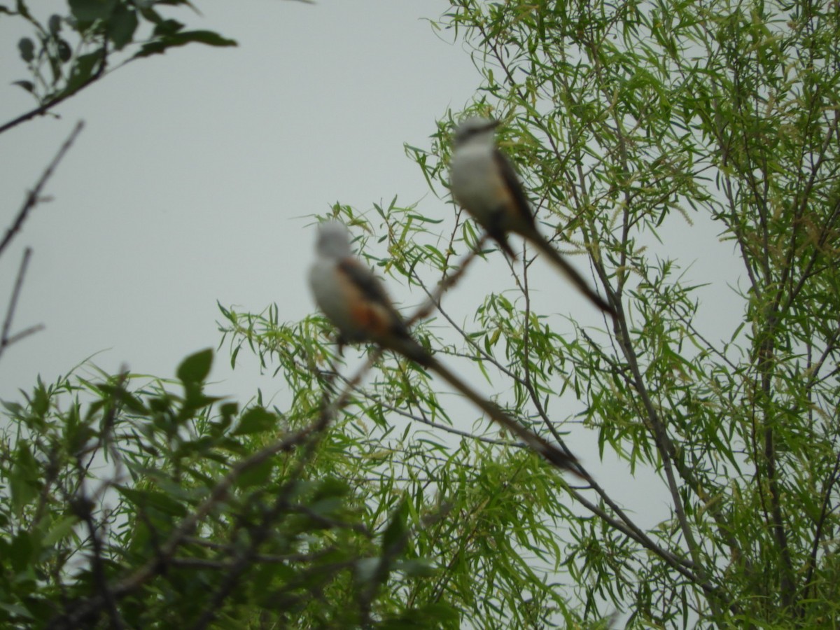 Scissor-tailed Flycatcher - Sandy and Randy Reed