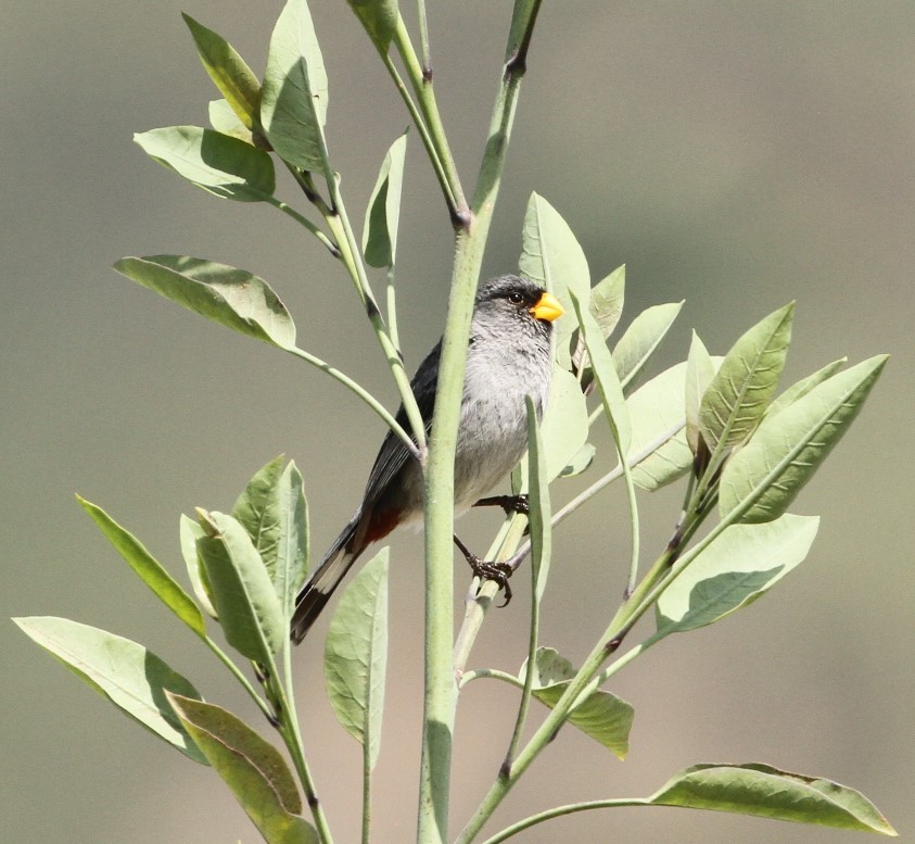 Band-tailed Seedeater - ML617569488
